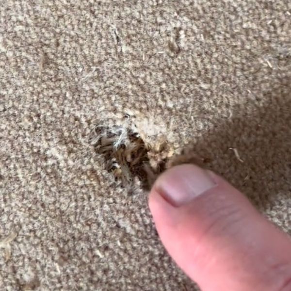 Close-up image of a hole in carpet caused by carpet beetle