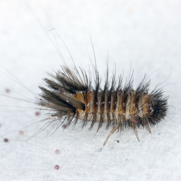Carpet Beetle larvae image