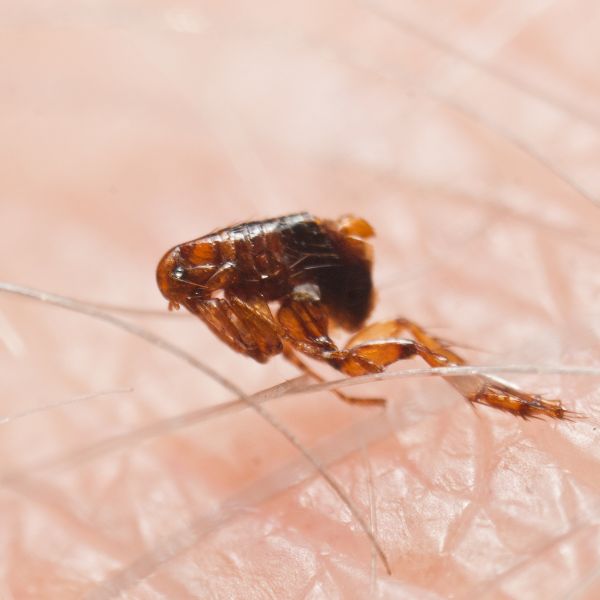 A close-up photo of a flea on skin