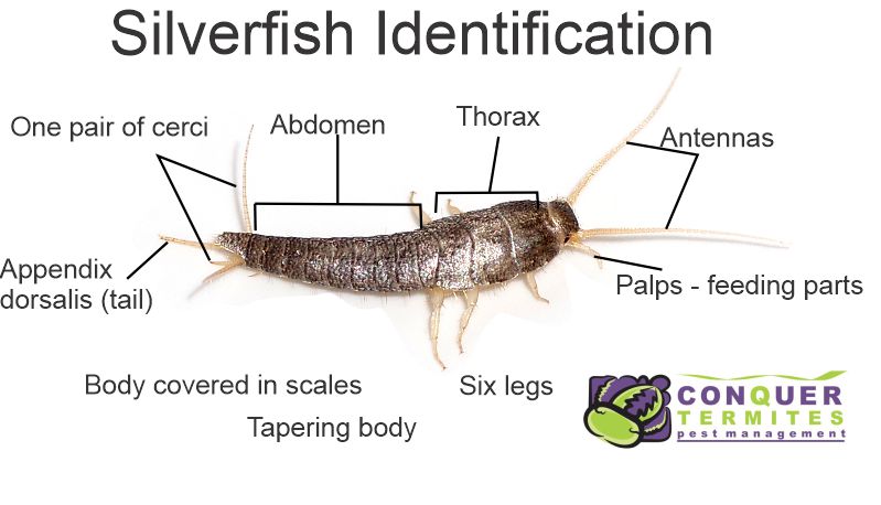 Diagram displaying the anatomy of a Silverfish
