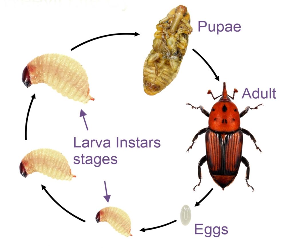 A diagram of the life cycle of weevils