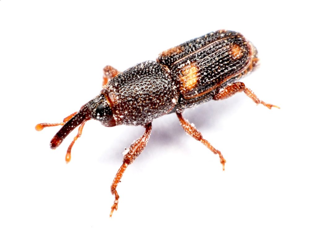 Close-up image of an adult weevil